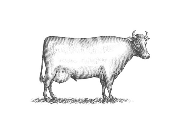 cow 1